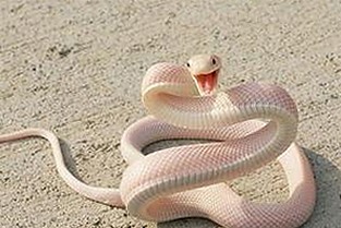 娱乐圈吃瓜焦点:从精神内耗到轻松生活的转变