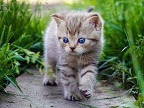 刘雨欣痛失至亲:奶奶离世前后的情感时刻回顾