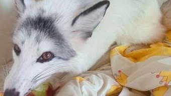 国产熟女操内幕曝光，圈内讨论热烈引发关注